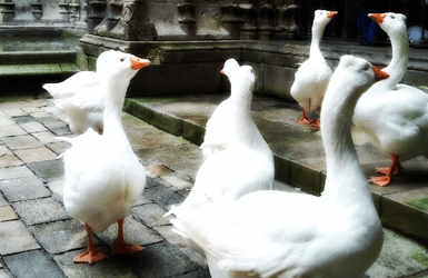 Geese of the Barcelona Cathedral, Gothic Quarter