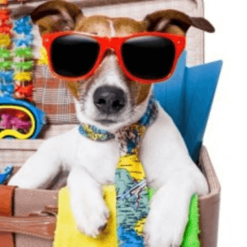 Cute dog with sunglasses like a tourist