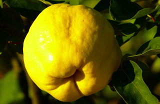 Spanish winter fruits: Quince