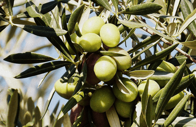 Spanish olive oil from the best olives