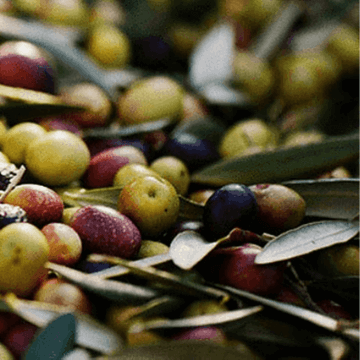 Different Types of Olives Spanish