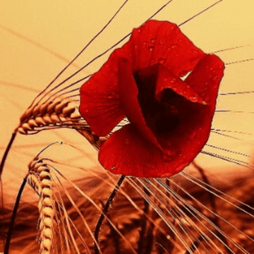 Red poppy and wheat - a traditional Catalan landscape