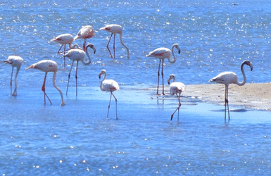 Flamingos in one of the islands close to Barcelona, Spain | Illa de Buda