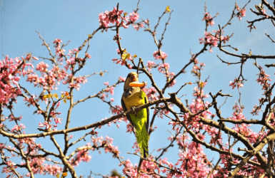 Parrot in Barcelona in the spring